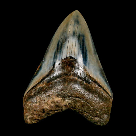3.5" Quality Megalodon Shark Tooth Serrated Fossil Natural Miocene Age COA
