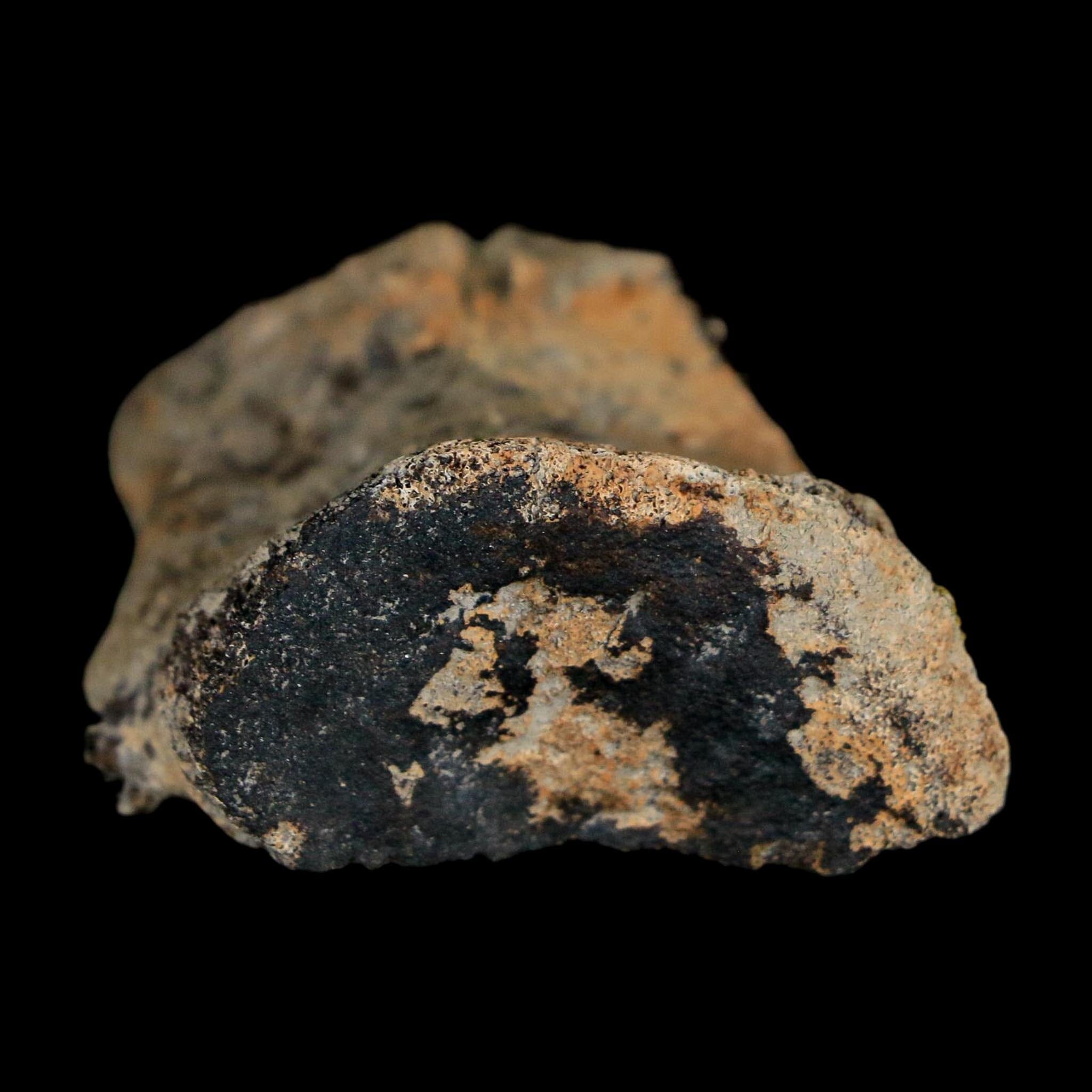 1.4" Hadrosaur Dinosaur Fossil Vertebrae Bone Judith River Formation Montana COA - Fossil Age Minerals