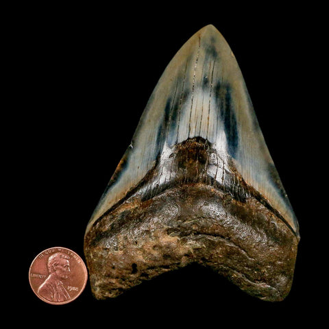 3.5" Quality Megalodon Shark Tooth Serrated Fossil Natural Miocene Age COA - Fossil Age Minerals