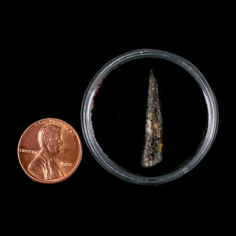 0.7" Ornithocheirid Pterosaur Fossil Tooth Lower Cretaceous Erihaz FM Niger Africa