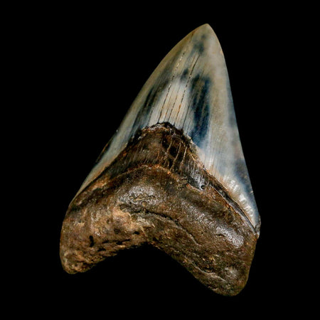 3.5" Quality Megalodon Shark Tooth Serrated Fossil Natural Miocene Age COA