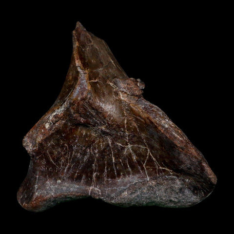 3.6" Phytosaur Fossil Skull Bone Late Triassic Age Archosaur Chinle FM, AZ COA - Fossil Age Minerals