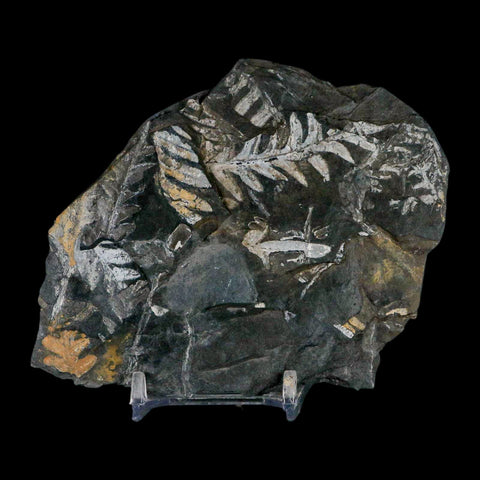 4.1" Alethopteris Fern Plant Leaf Fossil Carboniferous Age Llewellyn FM ST Clair, PA - Fossil Age Minerals