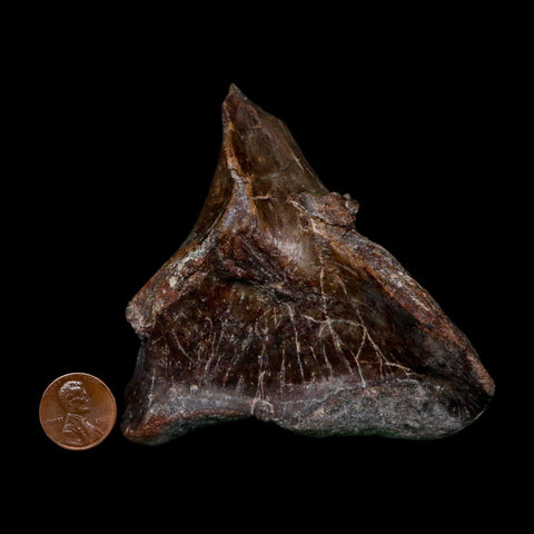 3.6" Phytosaur Fossil Skull Bone Late Triassic Age Archosaur Chinle FM, AZ COA - Fossil Age Minerals