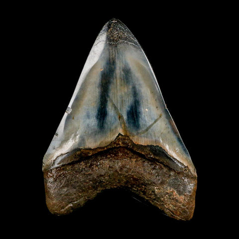 3.5" Quality Megalodon Shark Tooth Serrated Fossil Natural Miocene Age COA - Fossil Age Minerals