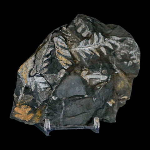 4.1" Alethopteris Fern Plant Leaf Fossil Carboniferous Age Llewellyn FM ST Clair, PA - Fossil Age Minerals