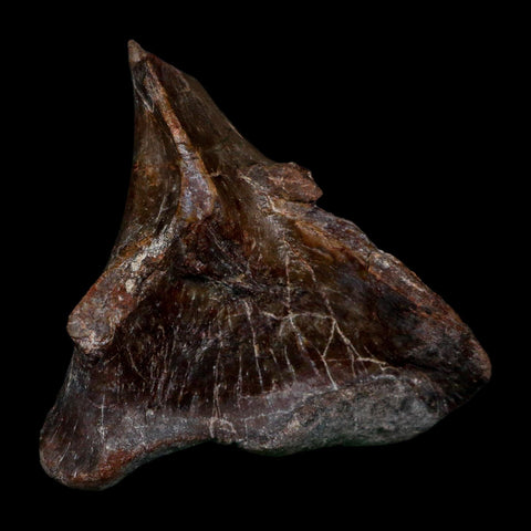 3.6" Phytosaur Fossil Skull Bone Late Triassic Age Archosaur Chinle FM, AZ COA - Fossil Age Minerals