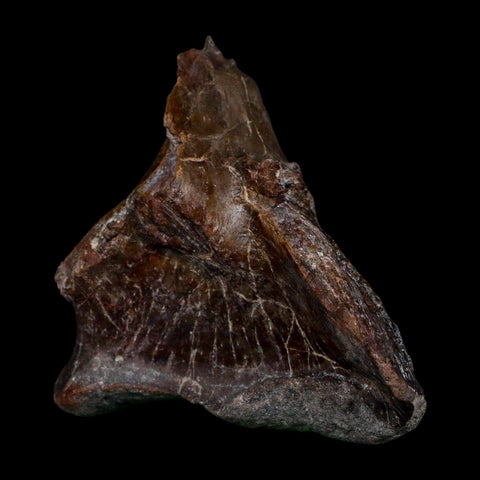 3.6" Phytosaur Fossil Skull Bone Late Triassic Age Archosaur Chinle FM, AZ COA - Fossil Age Minerals