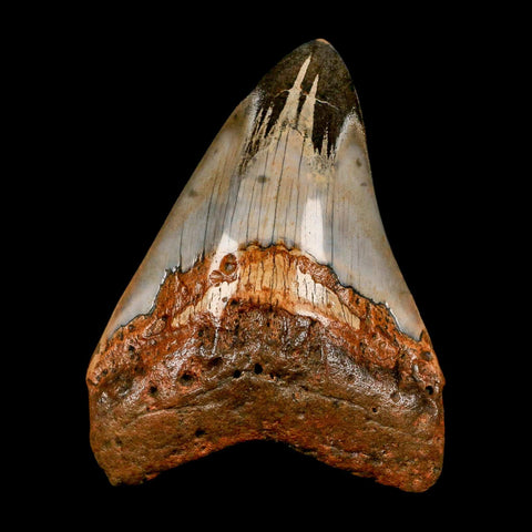 3.9" Quality Megalodon Shark Tooth Serrated Fossil Natural Miocene Age COA - Fossil Age Minerals