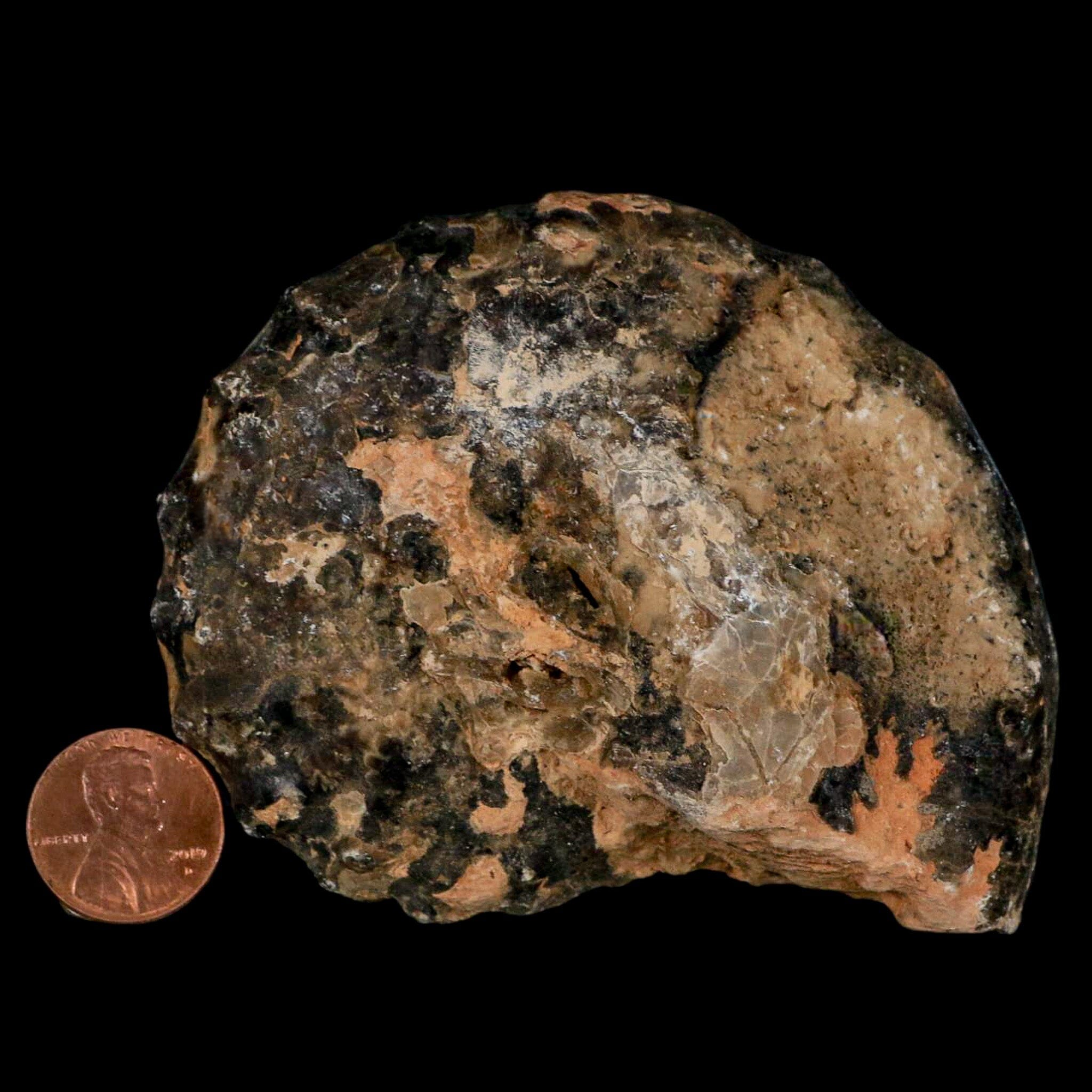 3.4" Mammites Nodosoides Ammonite Fossil Shell Upper Cretaceous Age Morocco - Fossil Age Minerals