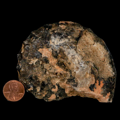 3.4" Mammites Nodosoides Ammonite Fossil Shell Upper Cretaceous Age Morocco - Fossil Age Minerals