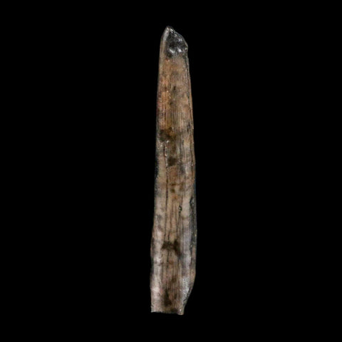 1.3" Ornithocheirid Pterosaur Fossil Tooth Lower Cretaceous Elrhaz FM Niger Africa