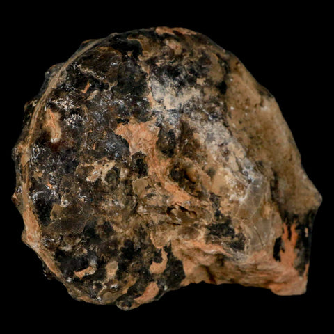 3.4" Mammites Nodosoides Ammonite Fossil Shell Upper Cretaceous Age Morocco - Fossil Age Minerals