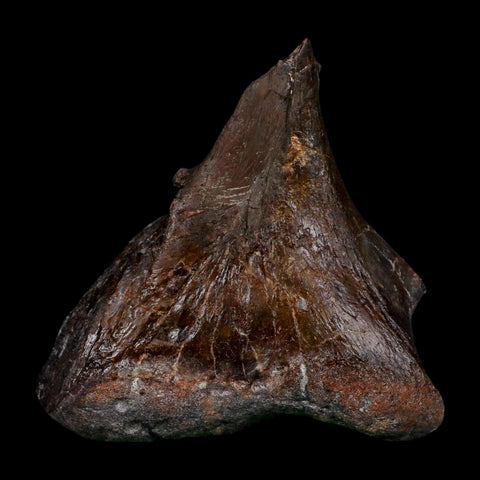 3.6" Phytosaur Fossil Skull Bone Late Triassic Age Archosaur Chinle FM, AZ COA - Fossil Age Minerals