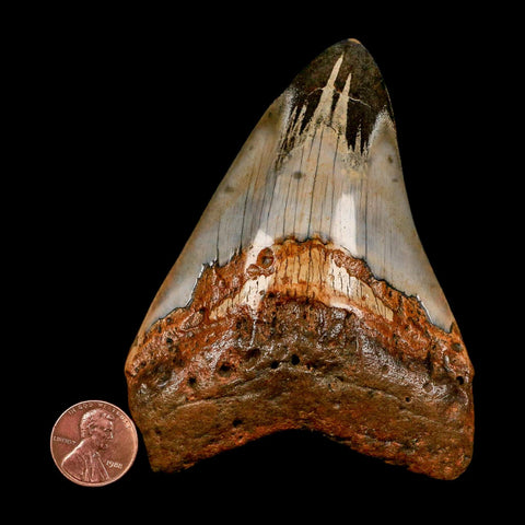 3.9" Quality Megalodon Shark Tooth Serrated Fossil Natural Miocene Age COA - Fossil Age Minerals