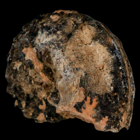 3.4" Mammites Nodosoides Ammonite Fossil Shell Upper Cretaceous Age Morocco - Fossil Age Minerals