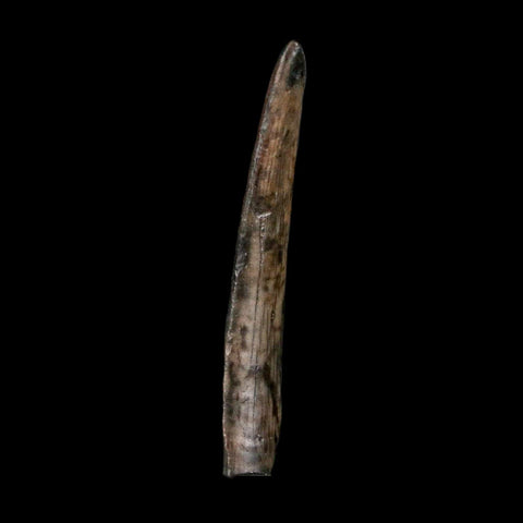 1.3" Ornithocheirid Pterosaur Fossil Tooth Lower Cretaceous Elrhaz FM Niger Africa