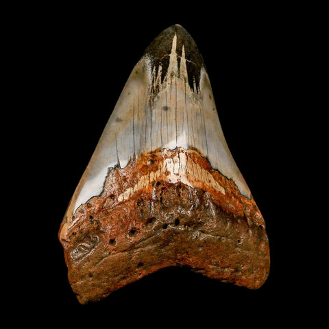 3.9" Quality Megalodon Shark Tooth Serrated Fossil Natural Miocene Age COA - Fossil Age Minerals