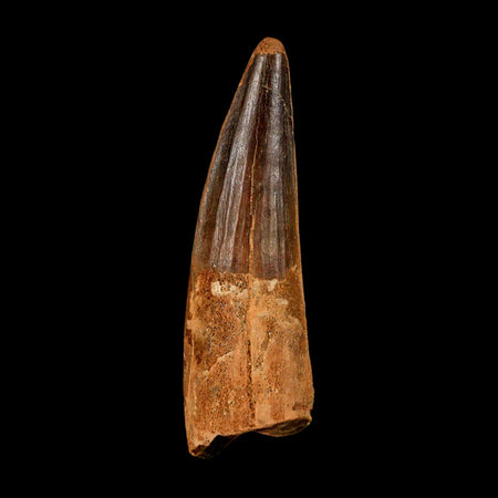 2.7" Spinosaurus Fossil Tooth 100 Million Years Old Cretaceous Dinosaur COA