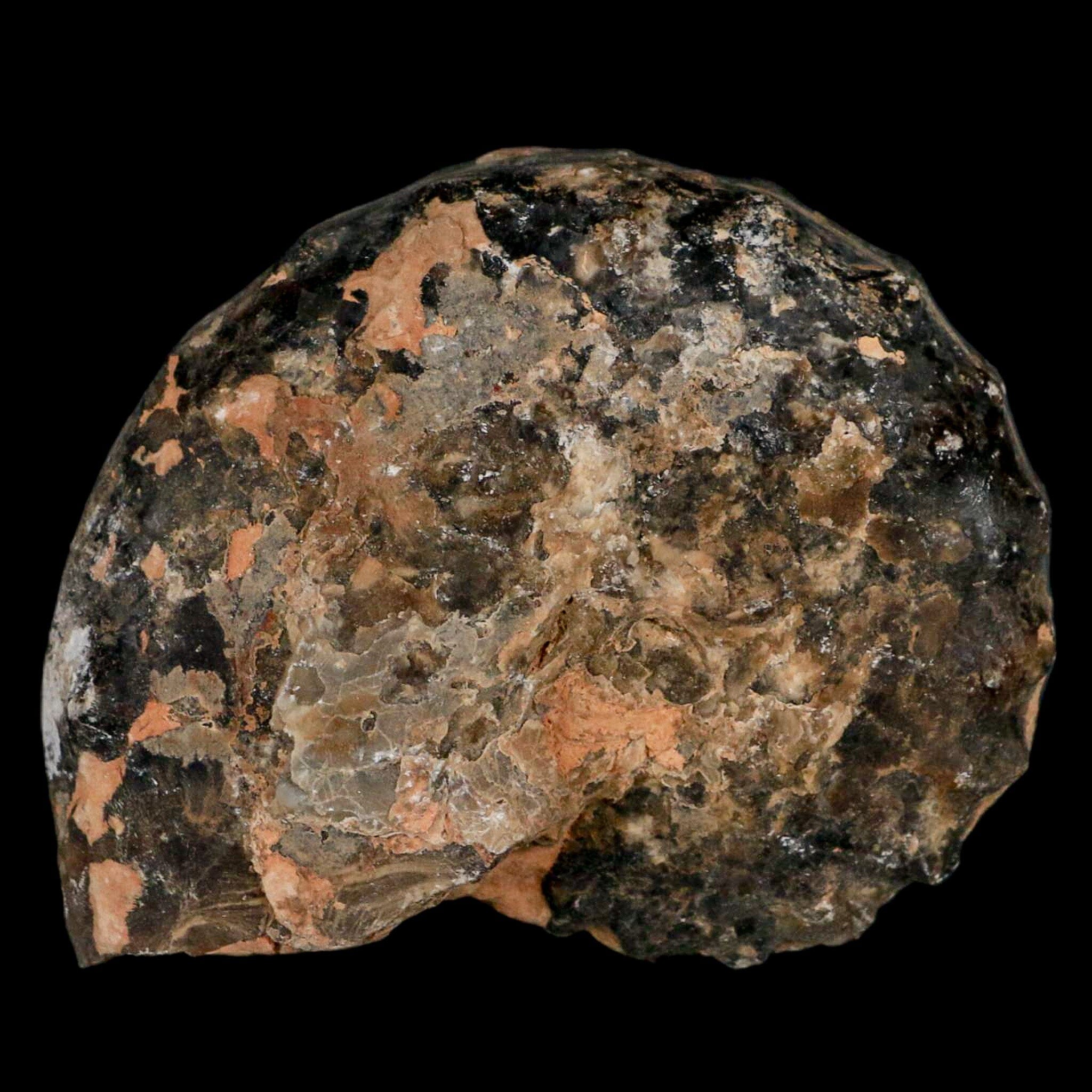 3.4" Mammites Nodosoides Ammonite Fossil Shell Upper Cretaceous Age Morocco - Fossil Age Minerals