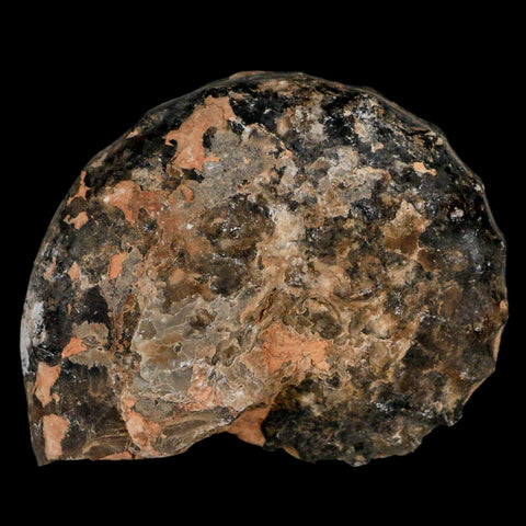 3.4" Mammites Nodosoides Ammonite Fossil Shell Upper Cretaceous Age Morocco - Fossil Age Minerals