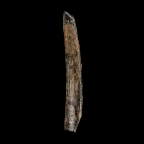 1.3" Ornithocheirid Pterosaur Fossil Tooth Lower Cretaceous Elrhaz FM Niger Africa