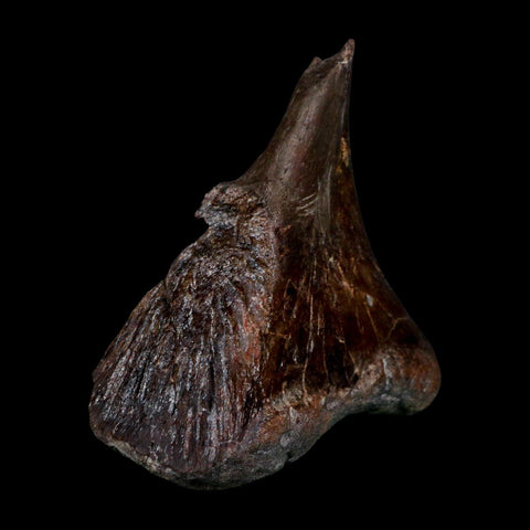 3.6" Phytosaur Fossil Skull Bone Late Triassic Age Archosaur Chinle FM, AZ COA - Fossil Age Minerals