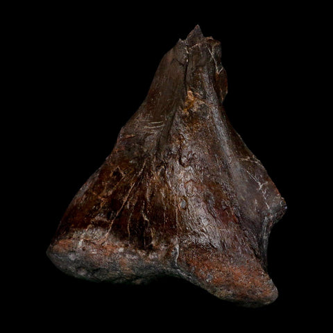 3.6" Phytosaur Fossil Skull Bone Late Triassic Age Archosaur Chinle FM, AZ COA - Fossil Age Minerals