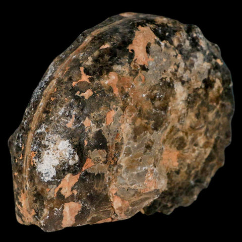 3.4" Mammites Nodosoides Ammonite Fossil Shell Upper Cretaceous Age Morocco - Fossil Age Minerals