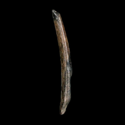 1.3" Ornithocheirid Pterosaur Fossil Tooth Lower Cretaceous Elrhaz FM Niger Africa