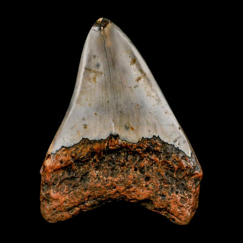 3.9" Quality Megalodon Shark Tooth Serrated Fossil Natural Miocene Age COA - Fossil Age Minerals