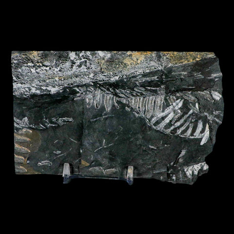 5.2" Alethopteris Fern Plant Leaf Fossil Carboniferous Age Llewellyn FM ST Clair, PA - Fossil Age Minerals