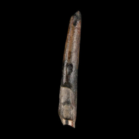 1.3" Ornithocheirid Pterosaur Fossil Tooth Lower Cretaceous Elrhaz FM Niger Africa