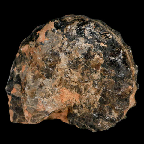 3.4" Mammites Nodosoides Ammonite Fossil Shell Upper Cretaceous Age Morocco - Fossil Age Minerals