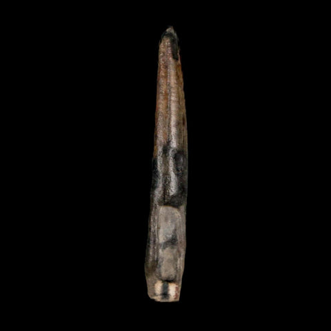 1.3" Ornithocheirid Pterosaur Fossil Tooth Lower Cretaceous Elrhaz FM Niger Africa