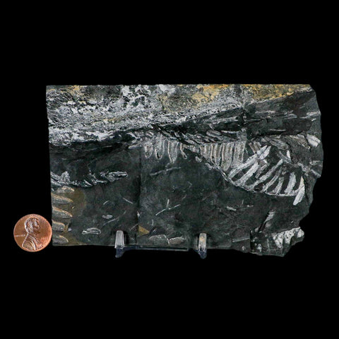 5.2" Alethopteris Fern Plant Leaf Fossil Carboniferous Age Llewellyn FM ST Clair, PA - Fossil Age Minerals