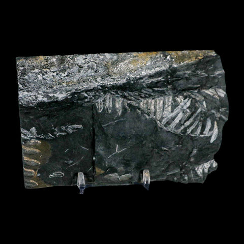 5.2" Alethopteris Fern Plant Leaf Fossil Carboniferous Age Llewellyn FM ST Clair, PA - Fossil Age Minerals