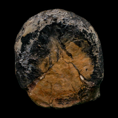 2" Phytosaur Fossil Vertebrae Bone Late Triassic Age Archosaur Chinle FM, AZ COA