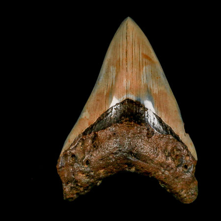 3.9" Quality Megalodon Shark Tooth Serrated Fossil Natural Miocene Age COA