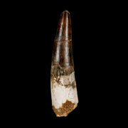 XL 3.5" Spinosaurus Fossil Tooth 100 Million Years Old Cretaceous Dinosaur COA