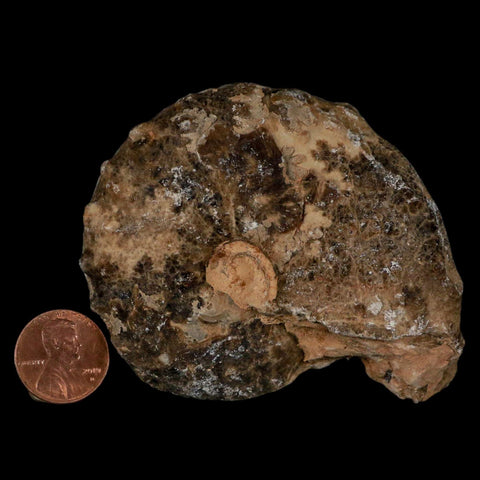 3" Mammites Nodosoides Ammonite Fossil Shell Upper Cretaceous Age Morocco - Fossil Age Minerals