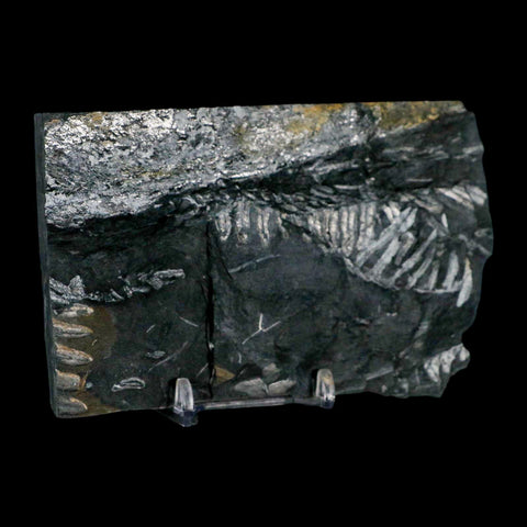 5.2" Alethopteris Fern Plant Leaf Fossil Carboniferous Age Llewellyn FM ST Clair, PA - Fossil Age Minerals