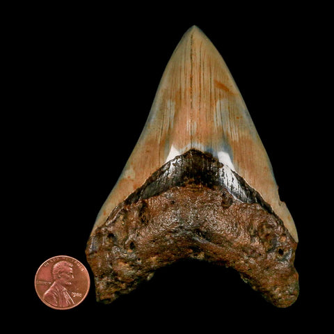 3.9" Quality Megalodon Shark Tooth Serrated Fossil Natural Miocene Age COA - Fossil Age Minerals