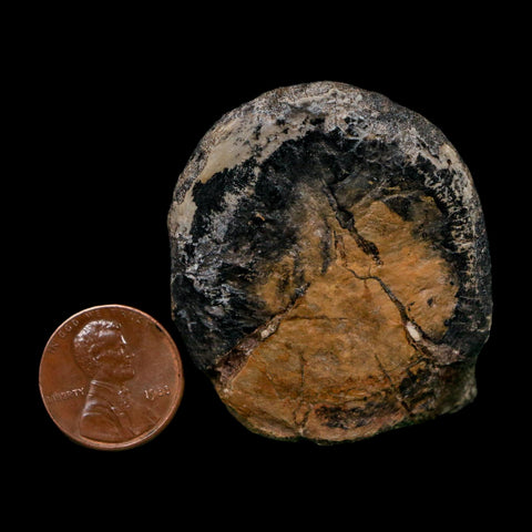 2" Phytosaur Fossil Vertebrae Bone Late Triassic Age Archosaur Chinle FM, AZ COA - Fossil Age Minerals