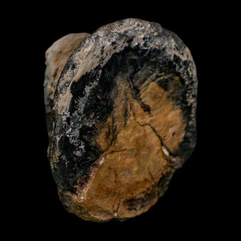 2" Phytosaur Fossil Vertebrae Bone Late Triassic Age Archosaur Chinle FM, AZ COA - Fossil Age Minerals