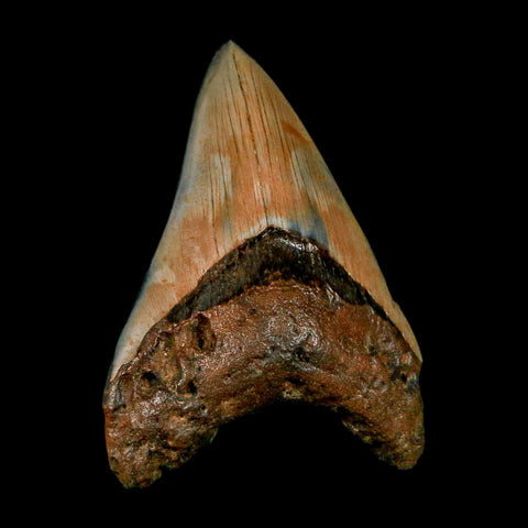 3.9" Quality Megalodon Shark Tooth Serrated Fossil Natural Miocene Age COA - Fossil Age Minerals