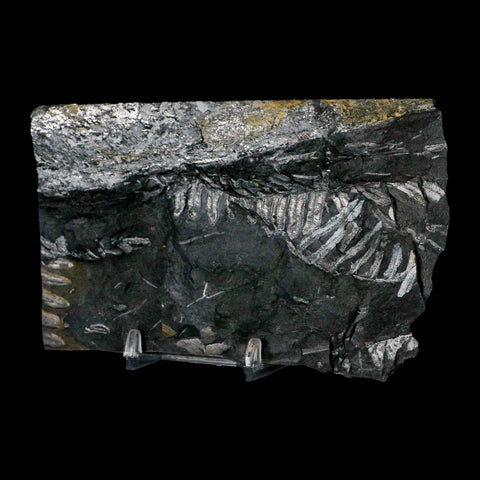 5.2" Alethopteris Fern Plant Leaf Fossil Carboniferous Age Llewellyn FM ST Clair, PA - Fossil Age Minerals