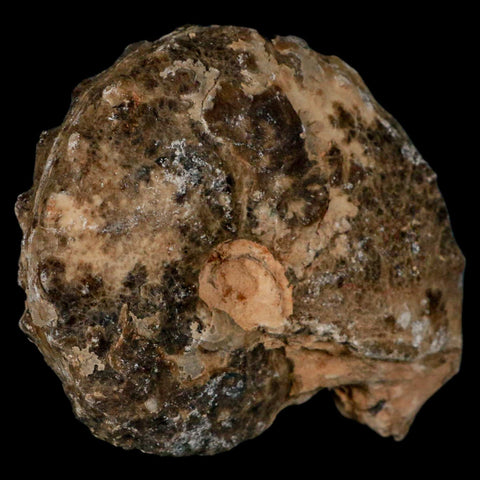 3" Mammites Nodosoides Ammonite Fossil Shell Upper Cretaceous Age Morocco - Fossil Age Minerals