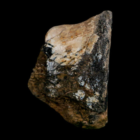 2" Phytosaur Fossil Vertebrae Bone Late Triassic Age Archosaur Chinle FM, AZ COA - Fossil Age Minerals