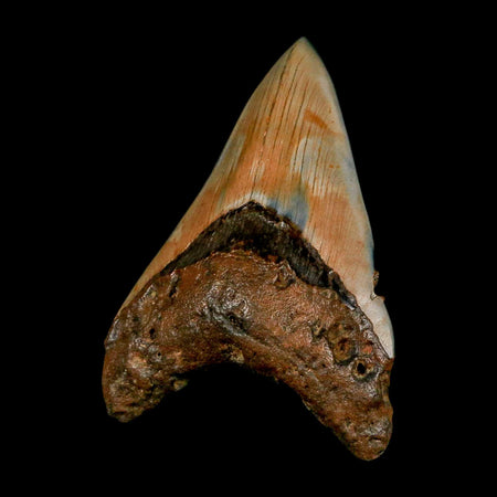 3.9" Quality Megalodon Shark Tooth Serrated Fossil Natural Miocene Age COA
